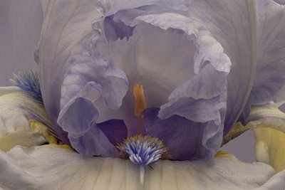 Mjuk lavendelfärgad iris av Richard Urbanski