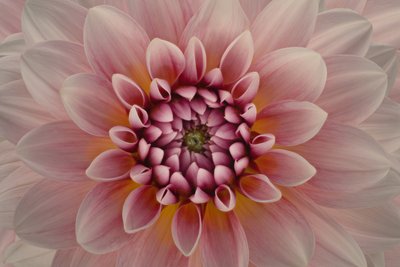 Ljusrosa dahlia av Richard Urbanski