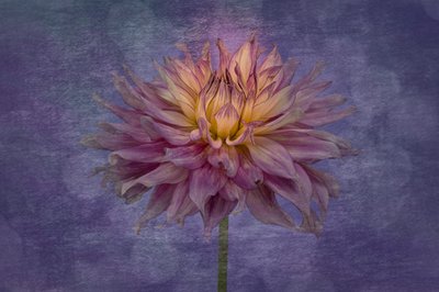 Ljuslila dahlia av Richard Urbanski
