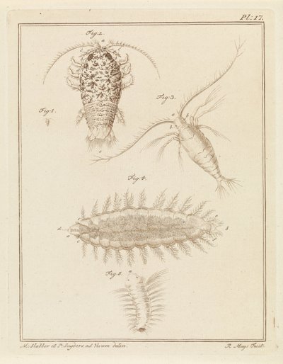 Agat isopod, copepod och borstmask av Robbert Muys