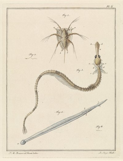 Vanlig havstulpa, pipfisk och pilmask av Robbert Muys