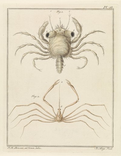 Strandkrabba och en art av pilkrabba av Robbert Muys