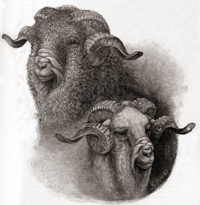 Head of Merino bagge jämfört före och efter klippning, från The Century Illustrated Monthly Magazine, publicerad 1884 av Robert Antoine Muller