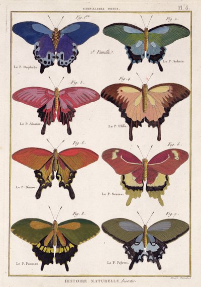 Fjärilar från "Natural History of Insects" av M. Olivier av Robert Benard