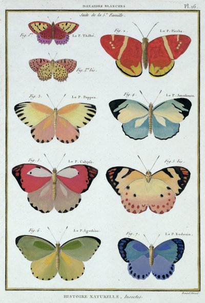 Fjärilar från "Natural History of Insects" av M. Olivier av Robert Benard