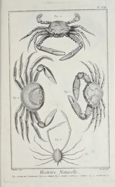Krabbor, illustration från 