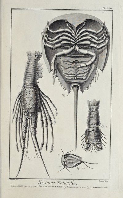 Kräftdjur, illustration från 