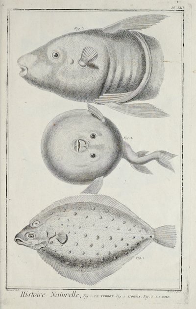 Illustration från 