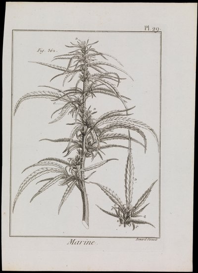 Marint diagram av blommor, ca 1810 (gravyr  etsning) av Robert Benard