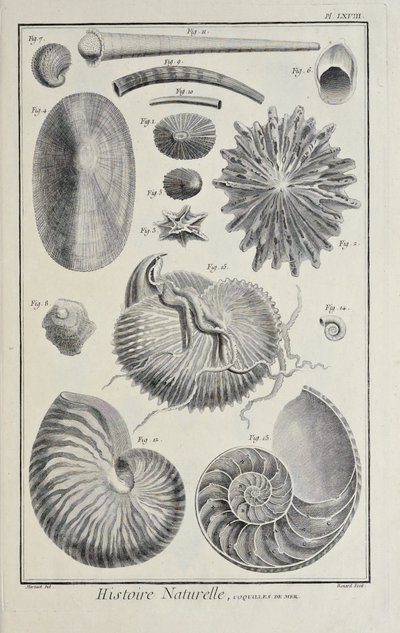 Snäckskal, illustration från 