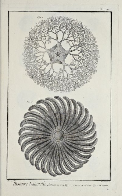 Sjöstjärnor, illustration från 
