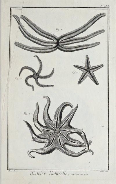 Sjöstjärnor, illustration från 