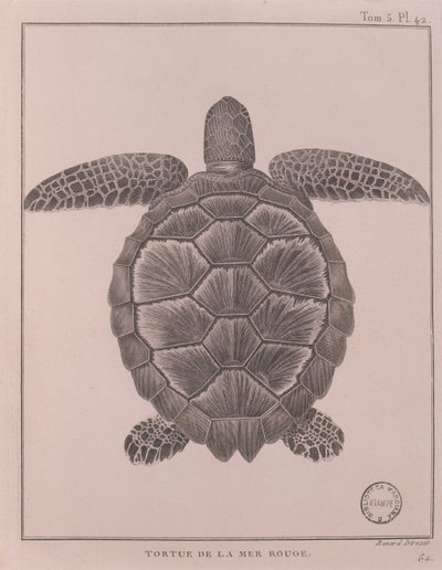 Sköldpadda från Röda havet, illustration från "Resor för att upptäcka Nilens källa, åren 1708 till 1773", av James Bruce, Paris av Robert Benard