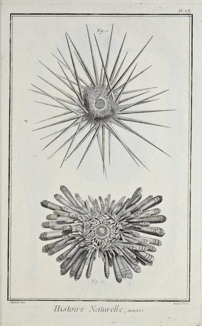 Urchins, illustration från 
