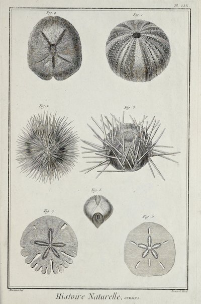Urchins, illustration från 