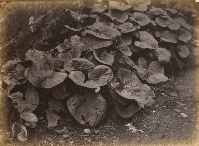 Växtstudie,1860-talet (foto) av Robert Burrows