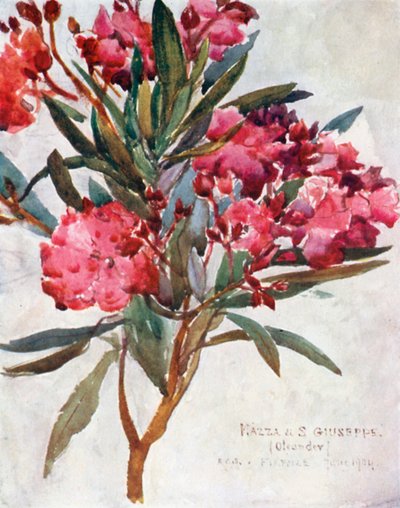 Studie av rosa oleanderblomma, "Mazza di San Guiseppe" (färglitografi) av Robert Charles Goff
