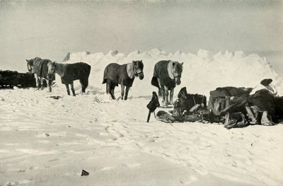Ponnyer bakom sitt skydd i lägret vid barriären, 1911, 1913 av Robert Falcon Scott