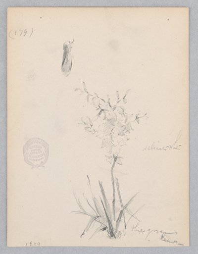 Blommande växt av Robert Frederick Blum
