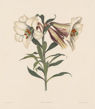Ett urval av hexandriska växter, som tillhör den naturliga ordningen Amaryllidae och Liliacae: Japansk lilja av Robert Havell