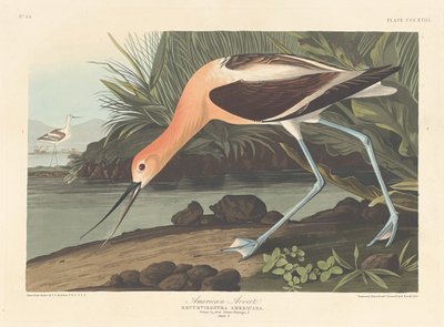 American Avocet, 1836. av Robert Havell