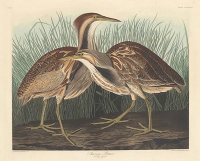 American Bittern, 1836. av Robert Havell