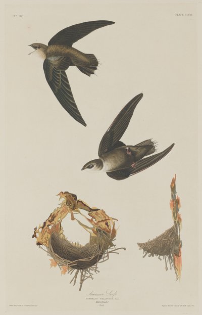 American Swift, 1833. av Robert Havell