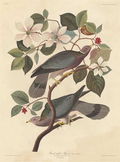 Bandsvansduva, 1837. av Robert Havell