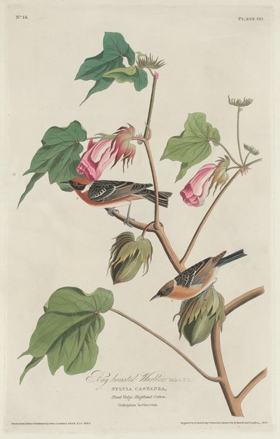 Vikbröstsångare, 1829. av Robert Havell