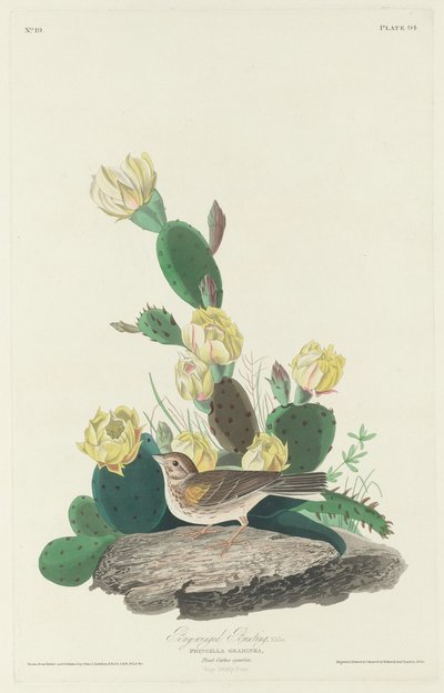 Bay-winged Bunting, 1830. av Robert Havell