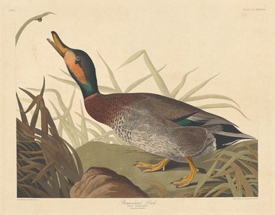 Bemakulerad anka, 1836. av Robert Havell