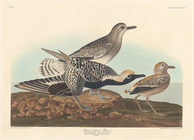 Svartbukad Plöver, 1836. av Robert Havell
