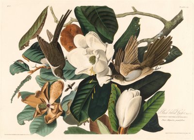 Svartnäbbgök, 1828. av Robert Havell