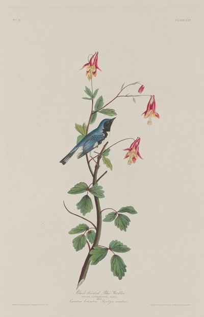 Svartstrupig blåsångare, 1832. av Robert Havell