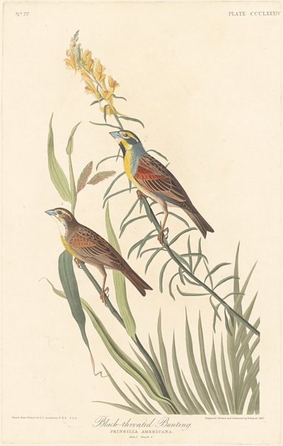 Svarthalssparv, 1837. av Robert Havell