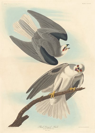 Svartvingad hök, 1837. av Robert Havell