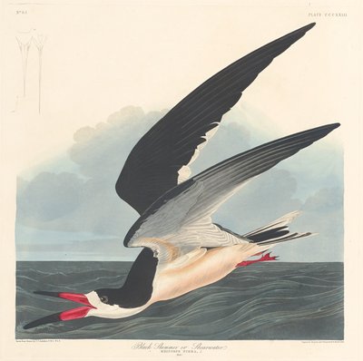 Black Skimmer, 1836. av Robert Havell