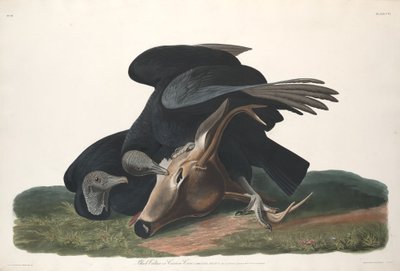 Svart gam, 1831. av Robert Havell