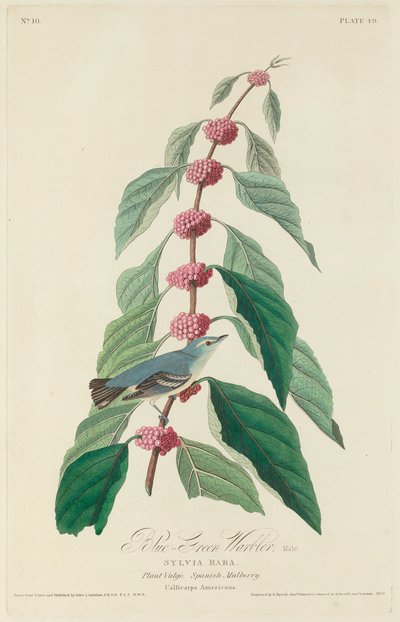 Blågrön sångare, 1828. av Robert Havell