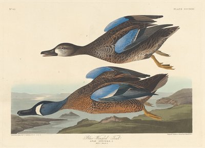 Blåvingad kricka, 1836. av Robert Havell