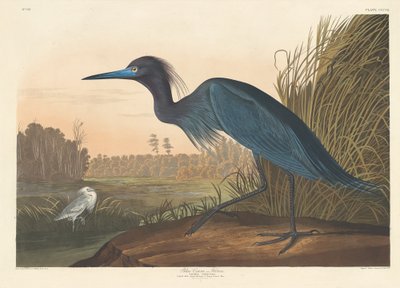 Blå trana eller häger, 1836. av Robert Havell