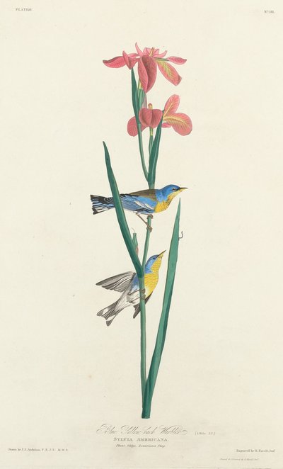 Blågulryggig sångare, 1827. av Robert Havell