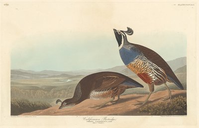Kaliforniens rapphöna, 1838. av Robert Havell