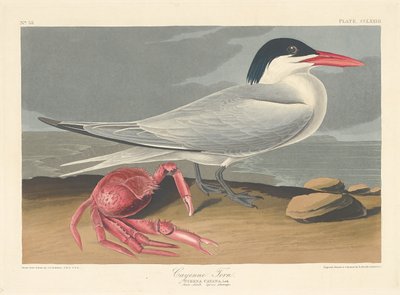 Cayenne Tern, 1835. av Robert Havell