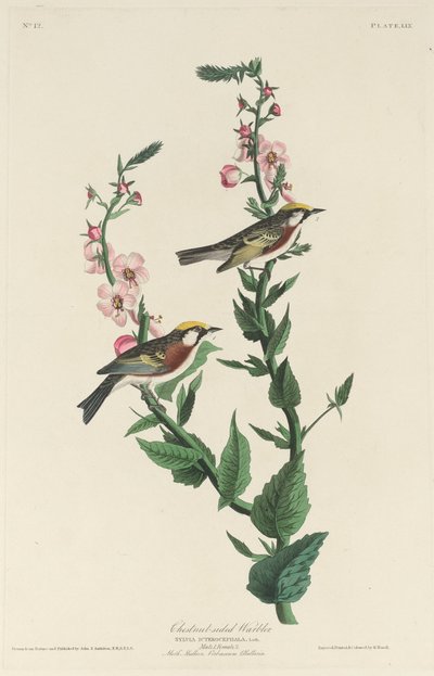 Kastanjsidig sångare, 1829. av Robert Havell