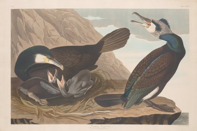 Skarv, 1835. av Robert Havell