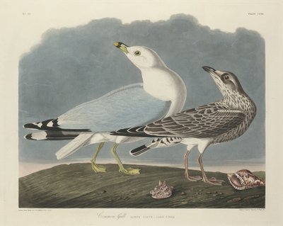 Fiskmås, 1834. av Robert Havell