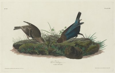 Kosparv, 1830. av Robert Havell