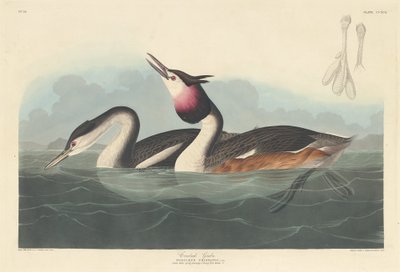 Krönad doppe, 1836. av Robert Havell
