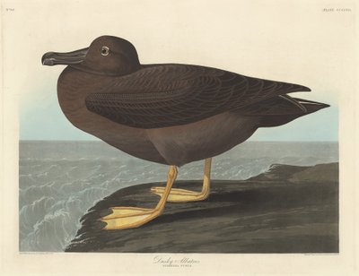 Dusky Albatross, 1838. av Robert Havell